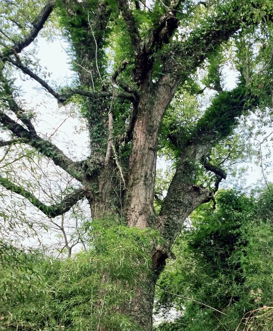 带你探寻|贵溪河潭埠老码头的记忆!